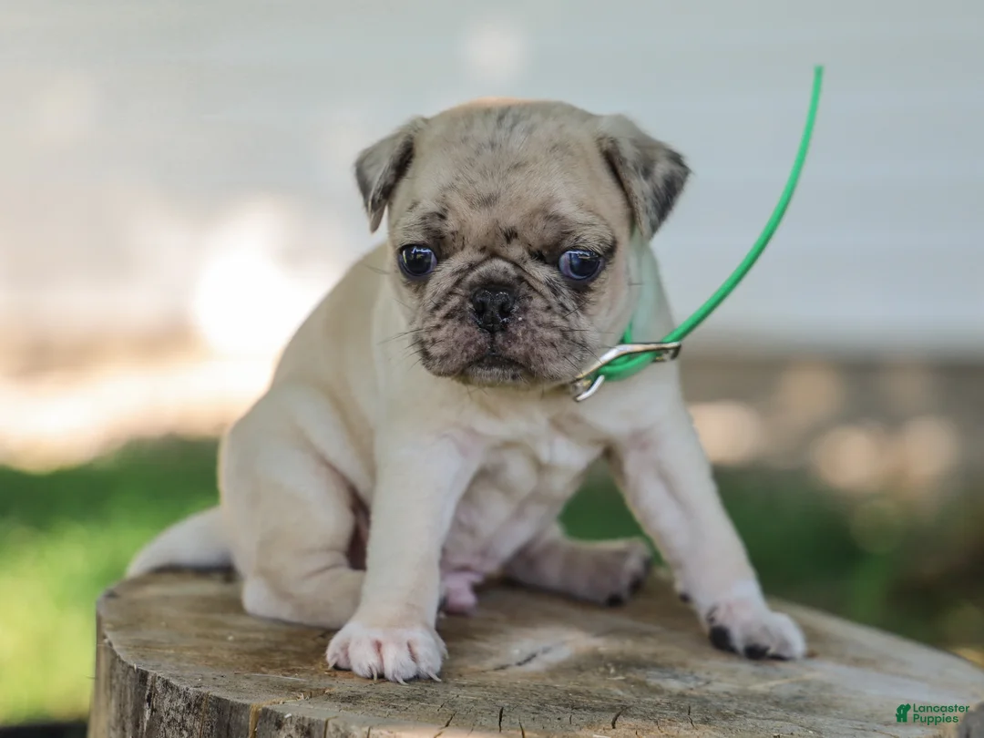 Pug dogs for sale: Antonio Purebred Pug - Ad 1