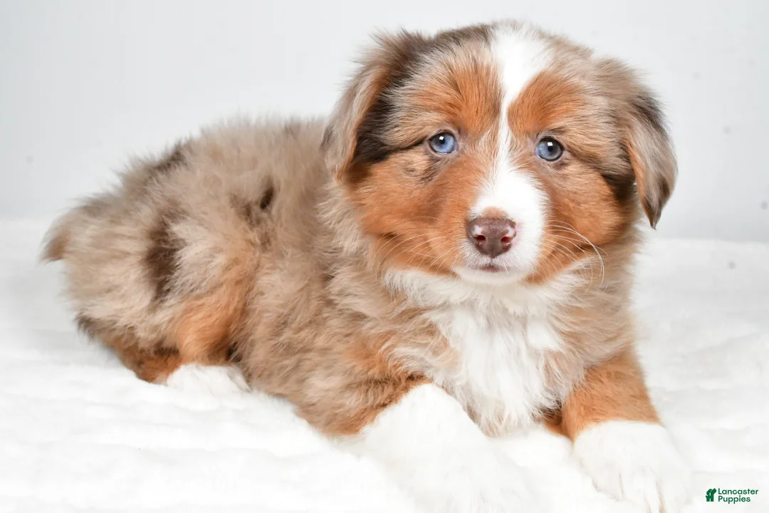 Miniature Australian Shepherd dogs for sale: Rose - Ad 6