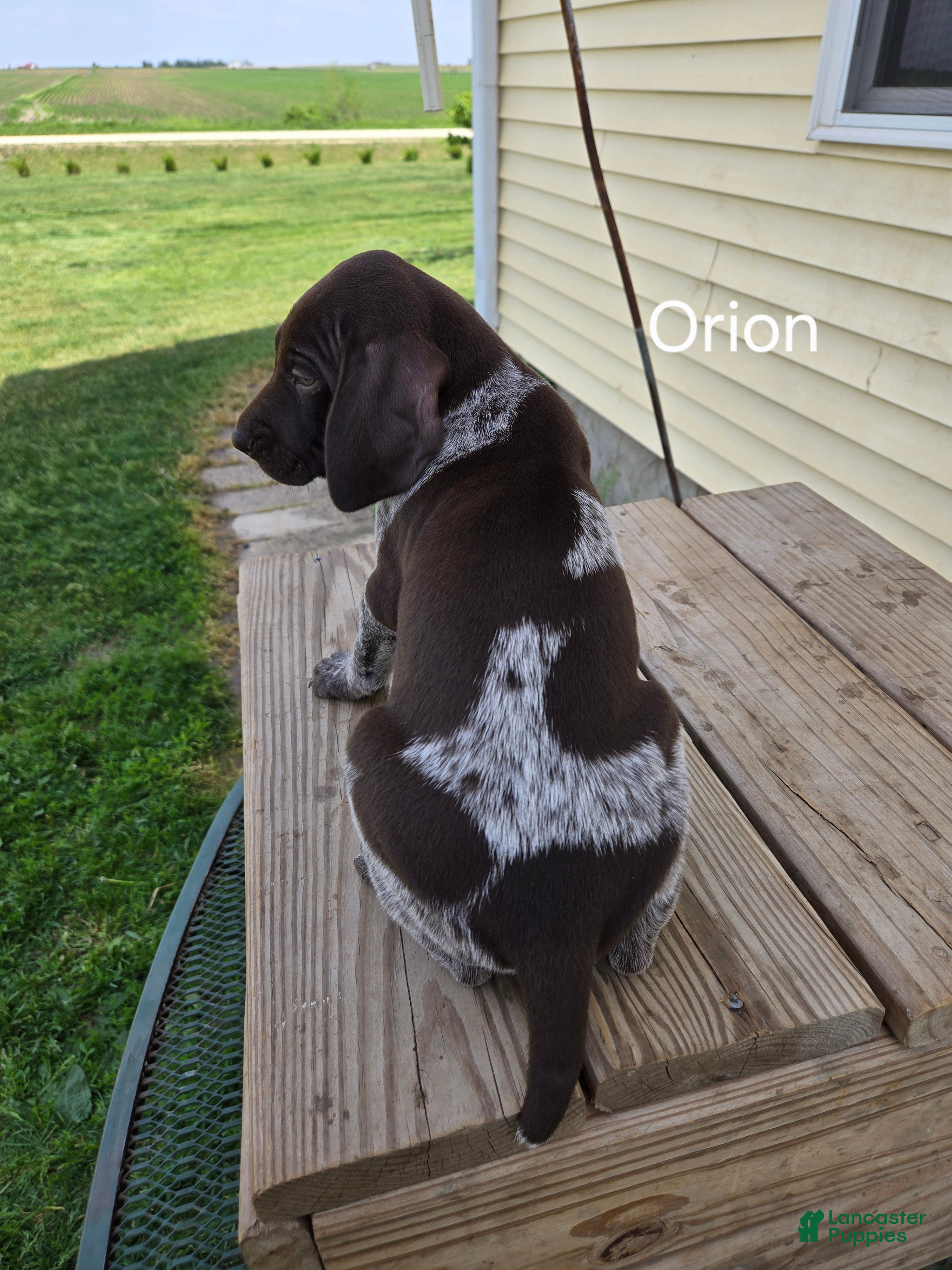 German Shorthaired Pointer dogs Orion - Ad 2