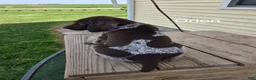 German Shorthaired Pointer dogs for sale: Orion - Ad 4