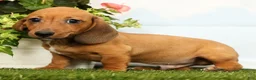 Miniature Dachshund dogs for sale: Jordan - Ad 4