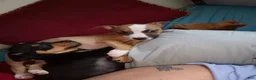 Mixed Breed dogs for sale: Benelli - Ad 5
