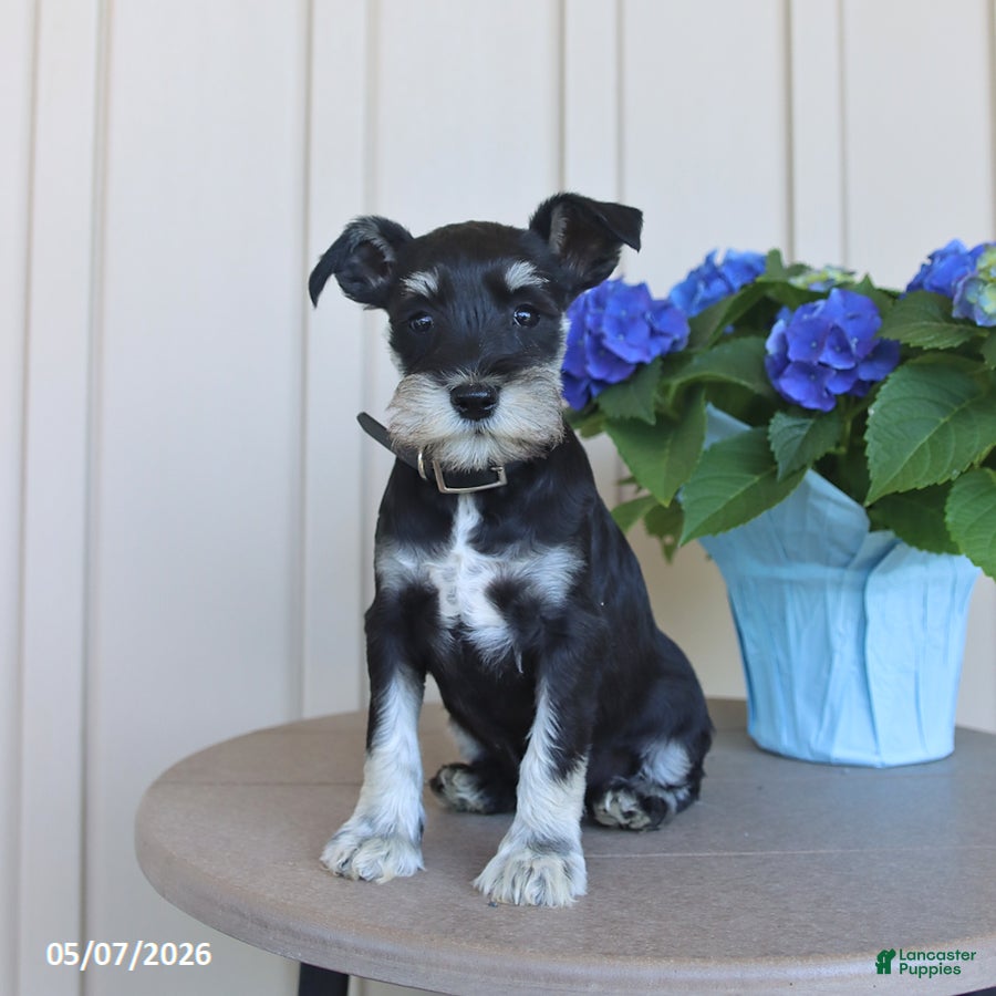 Miniature Schnauzer dogs Fern - Ad 1