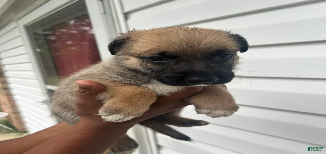 Gallery Image {{count}}