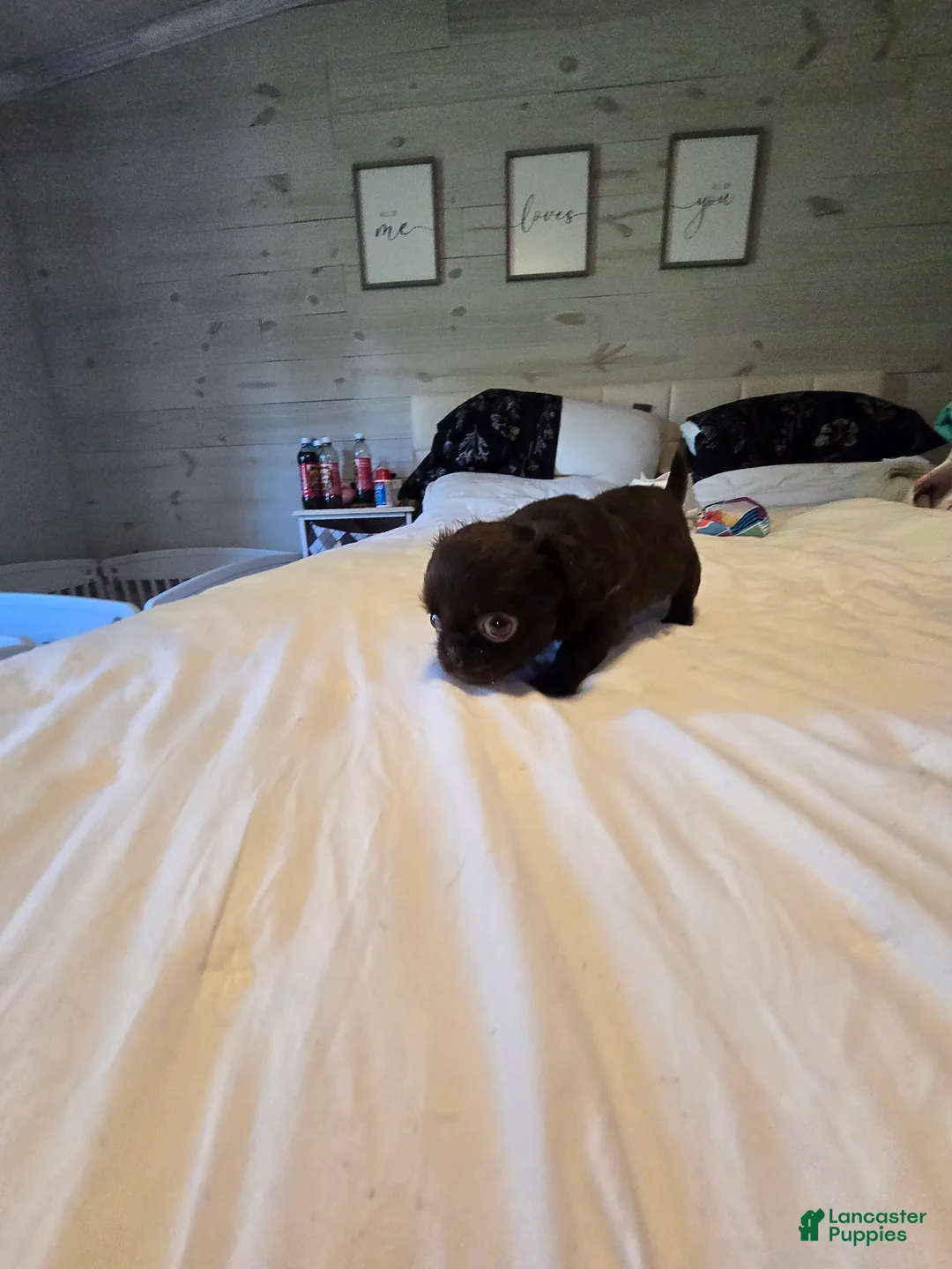 Chihuahua dogs for sale: Jasmine - Ad 2