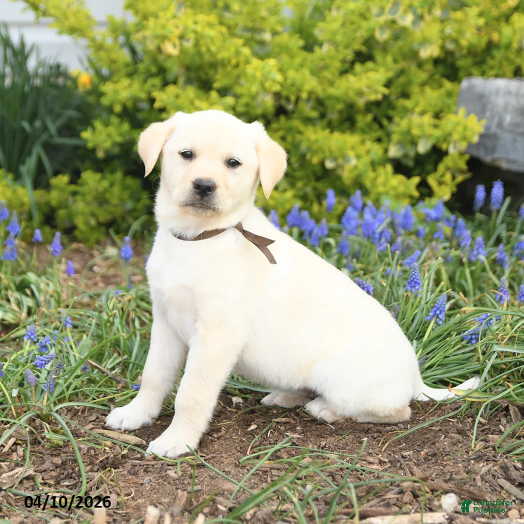 Mixed Breed dogs for sale: Carolina - Ad 2