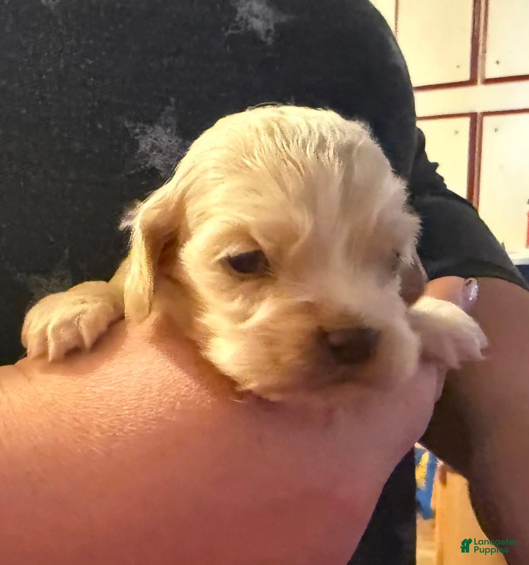 Cocker Spaniel dogs for sale: Jackson - Ad 4