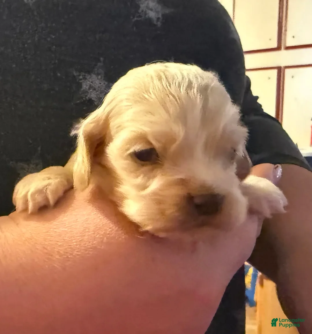 Cocker Spaniel dogs for sale: Jackson - Ad 1