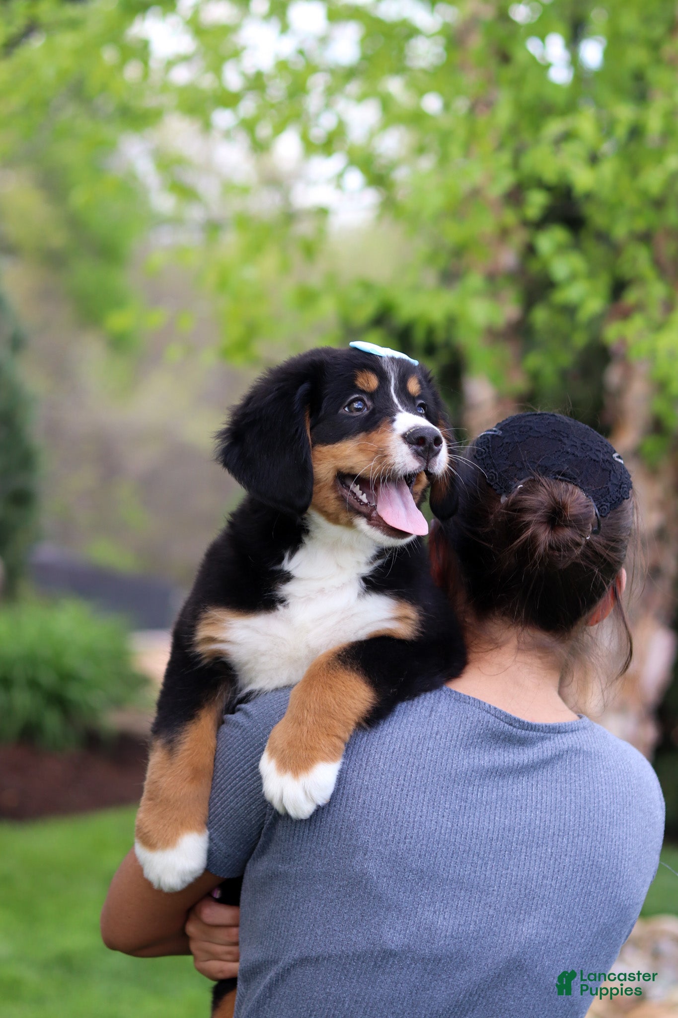 Bernese Mountain Dog dogs Jewel - Ad 1