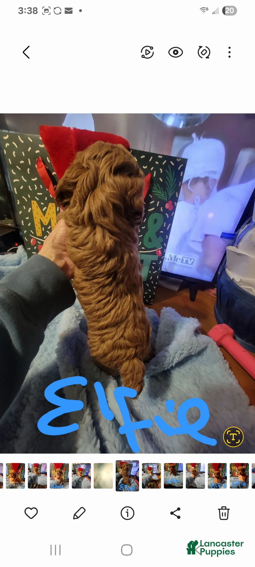 Toy Poodle dogs for sale: Elfie  - Ad 2