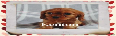 Cavalier King Charles Spaniel 3