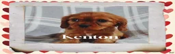Cavalier King Charles Spaniel dogs for sale: Cavalier King Charles Spaniel 3 - Ad 1