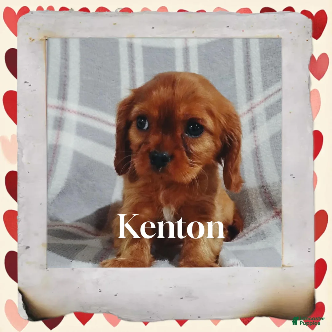 Cavalier King Charles Spaniel dogs for sale: Cavalier King Charles Spaniel 3 - Ad 1