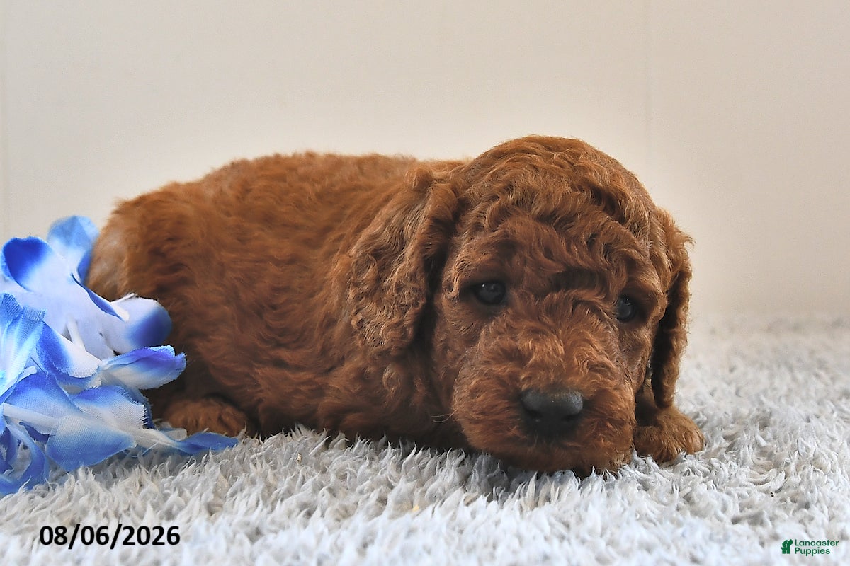 Mini Goldendoodle dogs Teddy - Ad 2