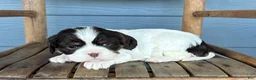 Cavalier King Charles Spaniel dogs for sale: Berry - Ad 1