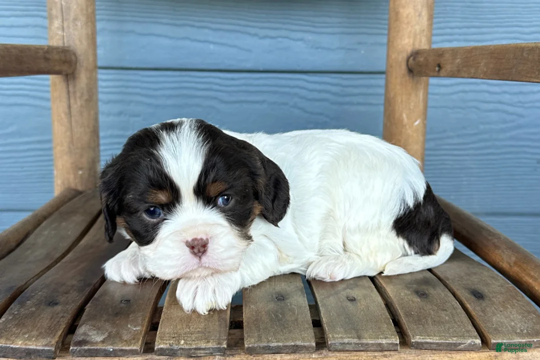 Cavalier King Charles Spaniel dogs for sale: Berry - Ad 1