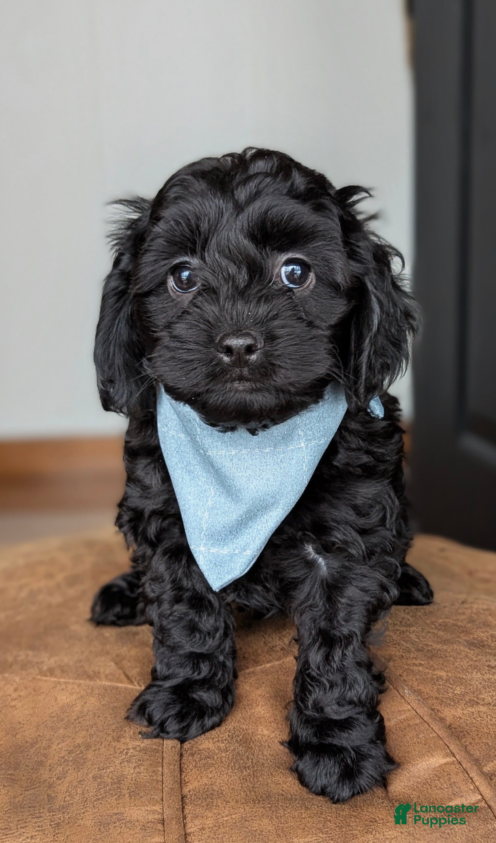 Cockapoo dogs Holmes- Brown Collar - Ad 1