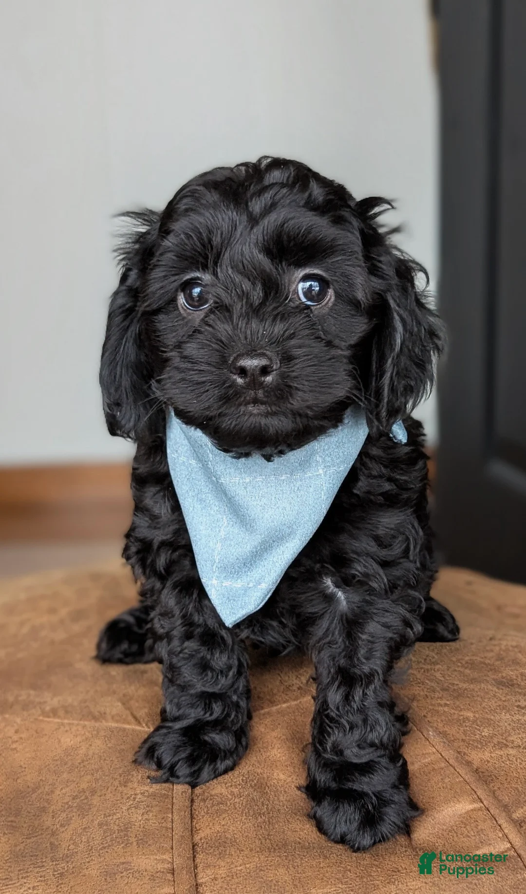 Cockapoo dogs for sale: Holmes- Brown Collar - Ad 1