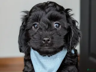 Cockapoo dogs for sale: Holmes- Brown Collar - Ad 1