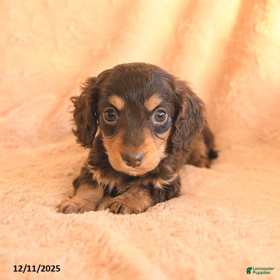 Miniature Dachshund dogs for sale: Smores - Ad 2
