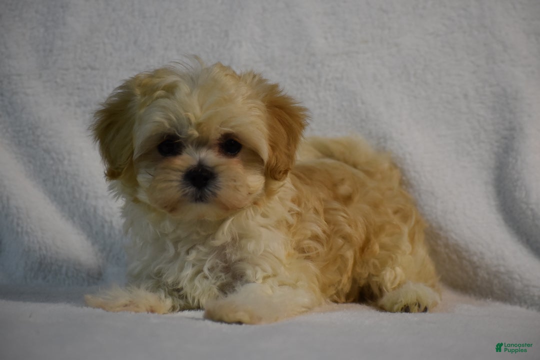Maltipoo dogs for sale: Blossom - Ad 2