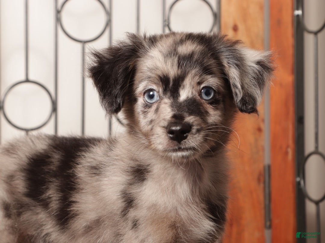 Mixed Breed dogs for sale: Ziggy Male Merle Toy Aussie Poo - Ad 2