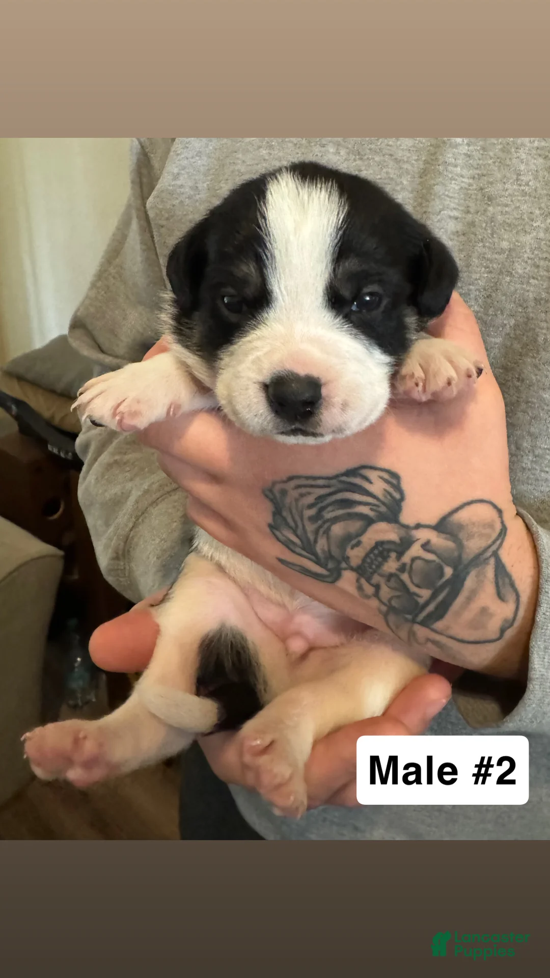 Mixed Breed dogs for sale: Mixed Breed Puppy 2 - Ad 2