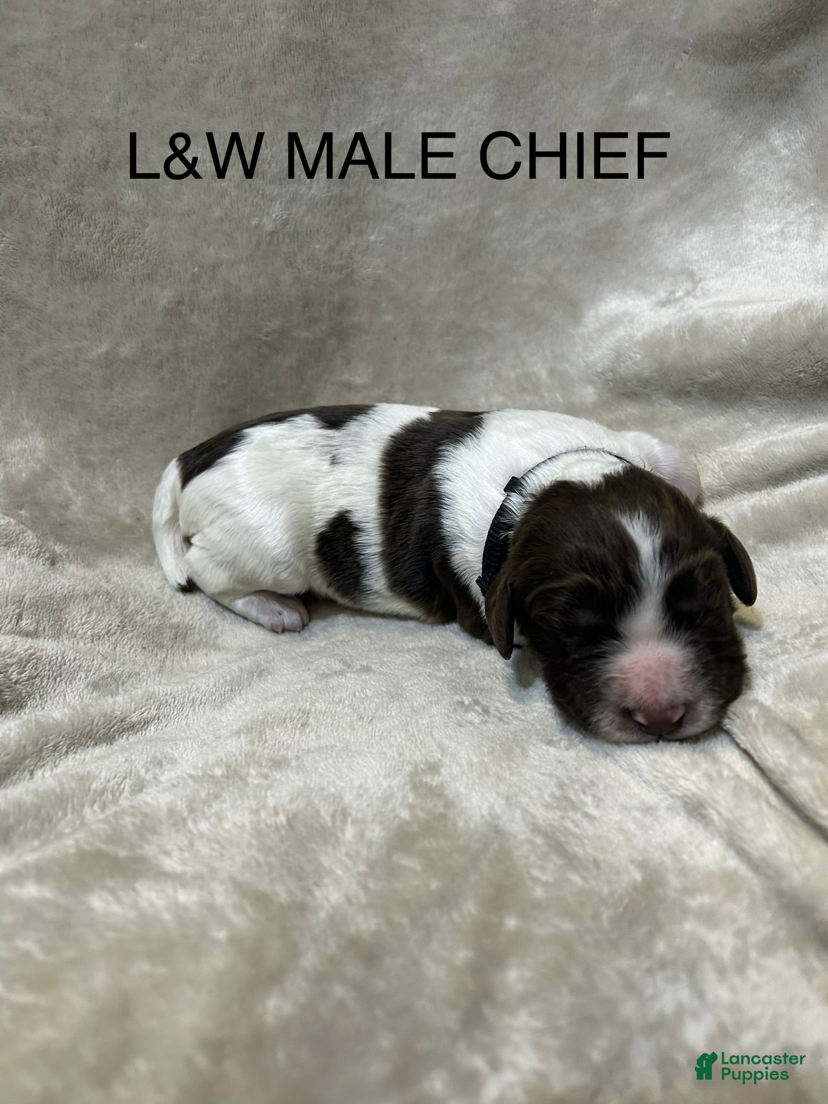 English Springer Spaniel dogs English Springer Spaniel 8 - Ad 1