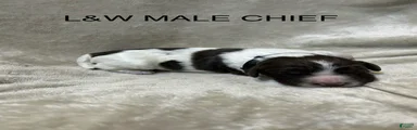 English Springer Spaniel 8