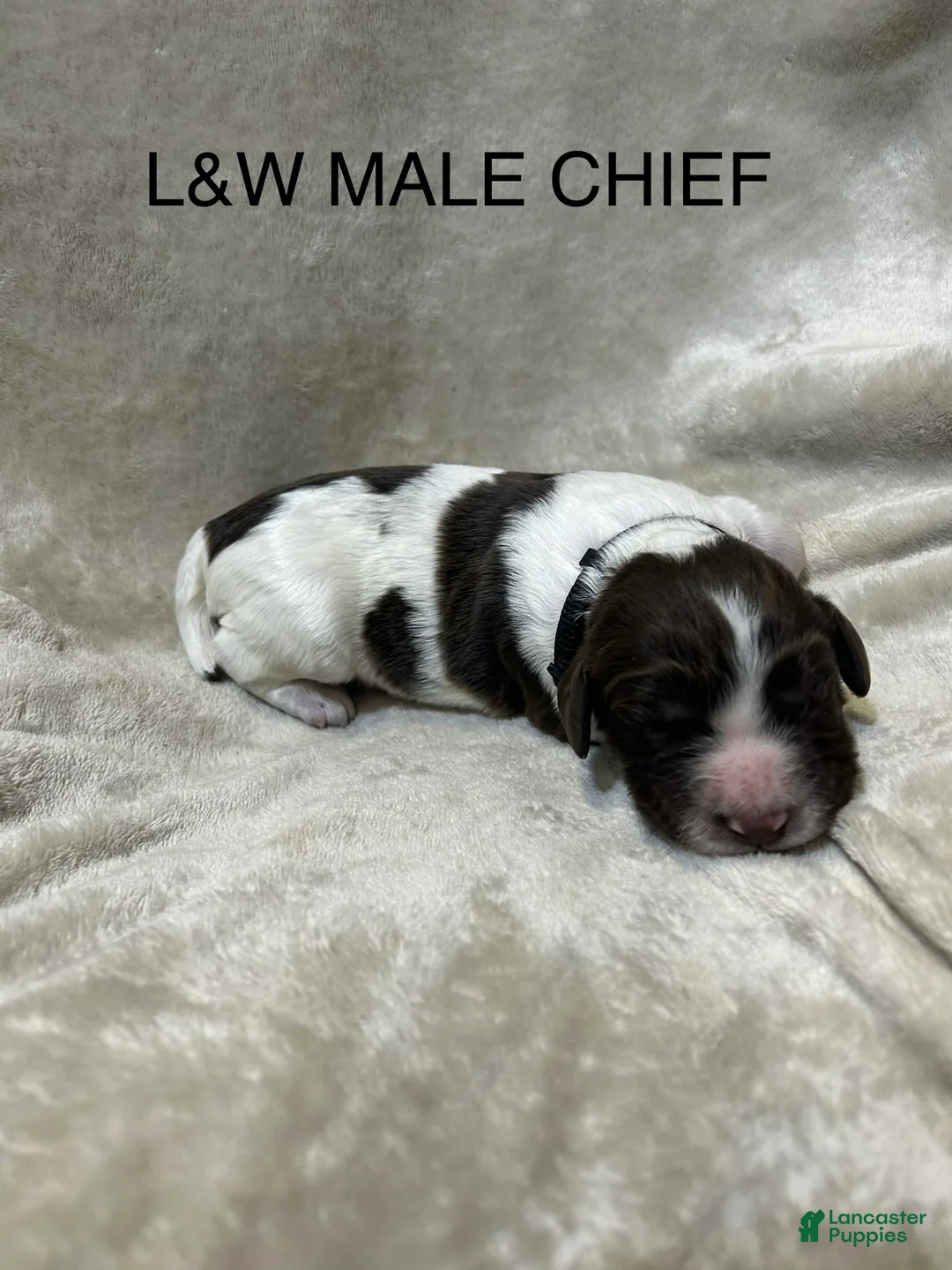 English Springer Spaniel dogs for sale: English Springer Spaniel 8 - Ad 1