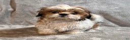 Shih Tzu dogs for sale: Major - Ad 4
