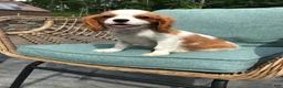 Cavalier King Charles Spaniel dogs for sale: Cavalier King Charles Spaniel 1 - Ad 1