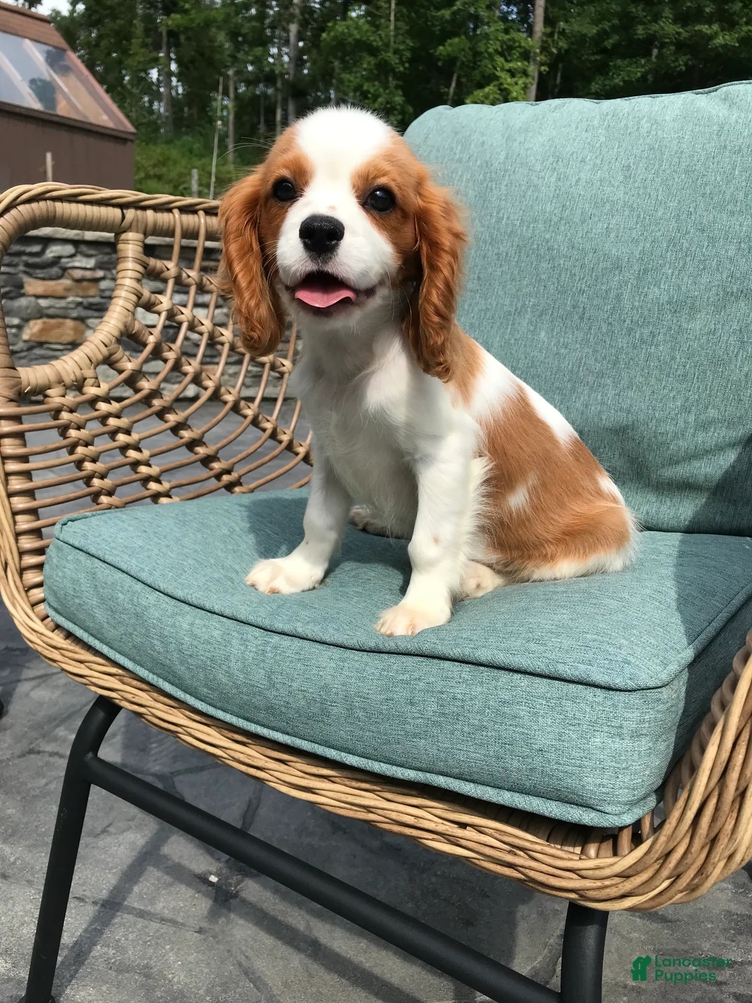 Cavalier King Charles Spaniel dogs for sale: Cavalier King Charles Spaniel 1 - Ad 1