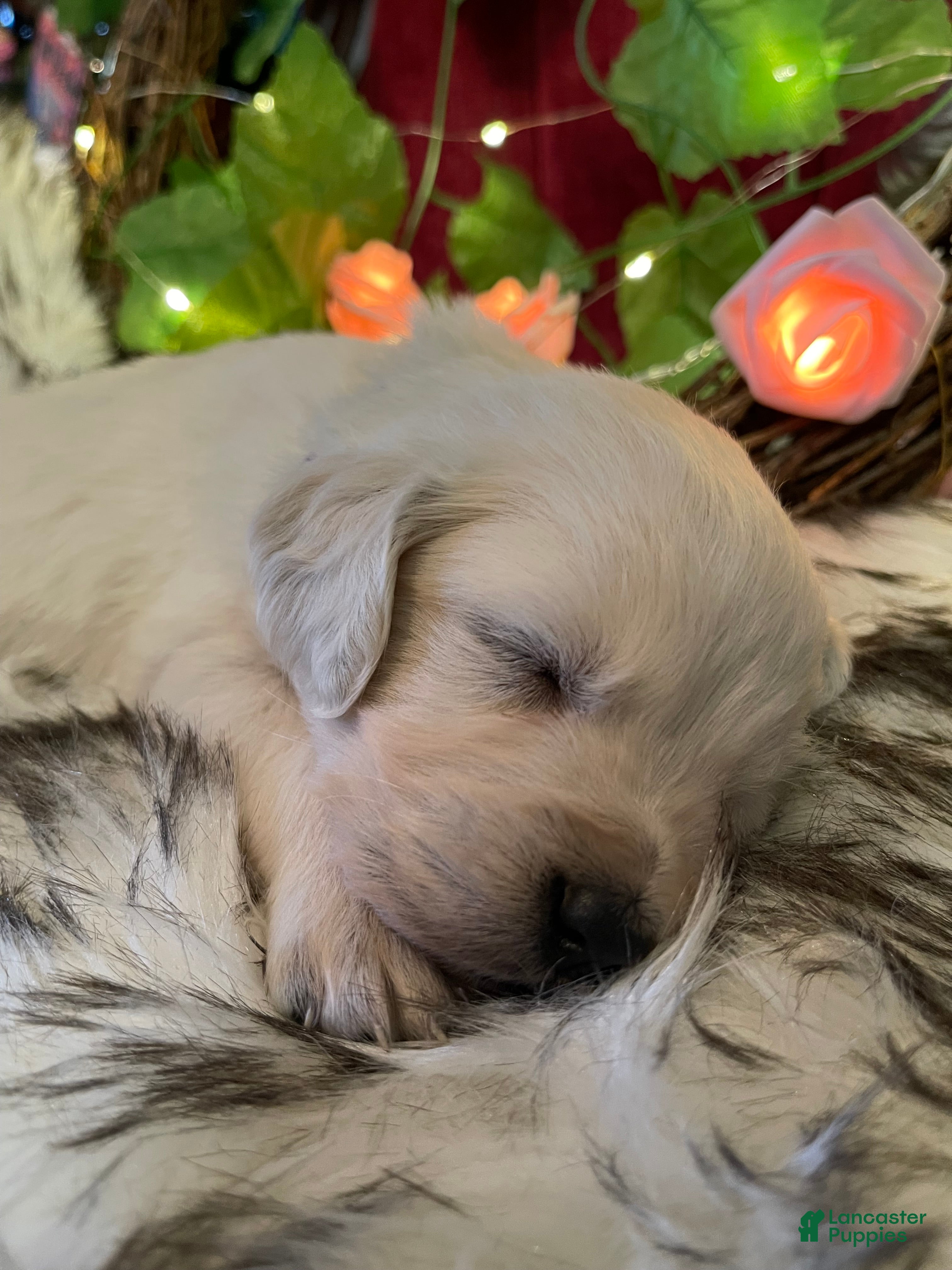 Golden Retriever dogs Misty - Ad 2