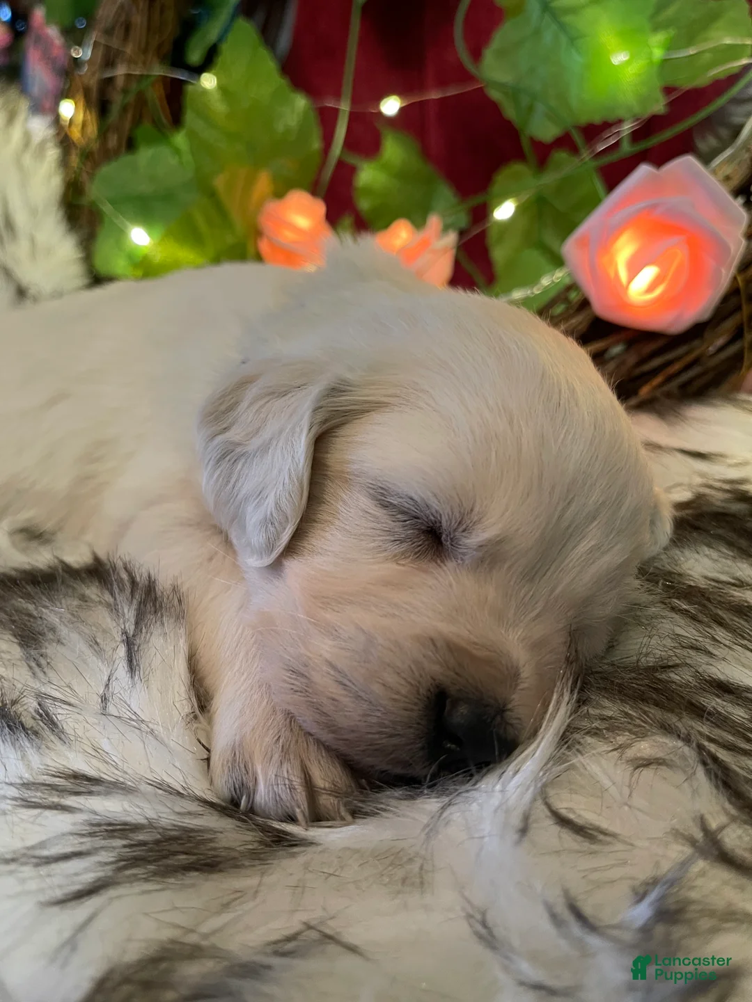 Golden Retriever dogs for sale: Misty - Ad 2