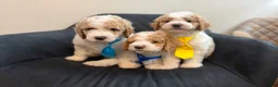 Standard Poodle dogs for sale: Argentina - Ad 3