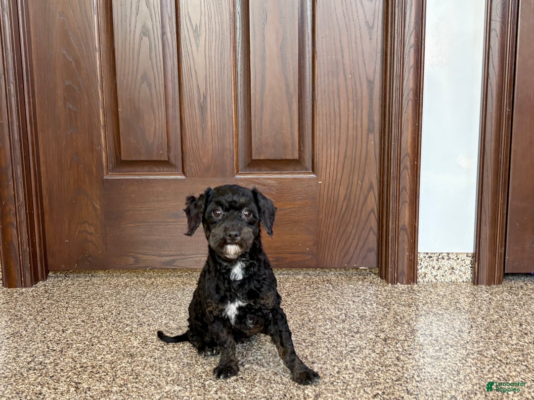 Havapoo dogs for sale: Terry - Ad 7