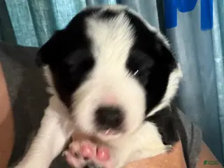 Border Collie dogs Red - Ad 31