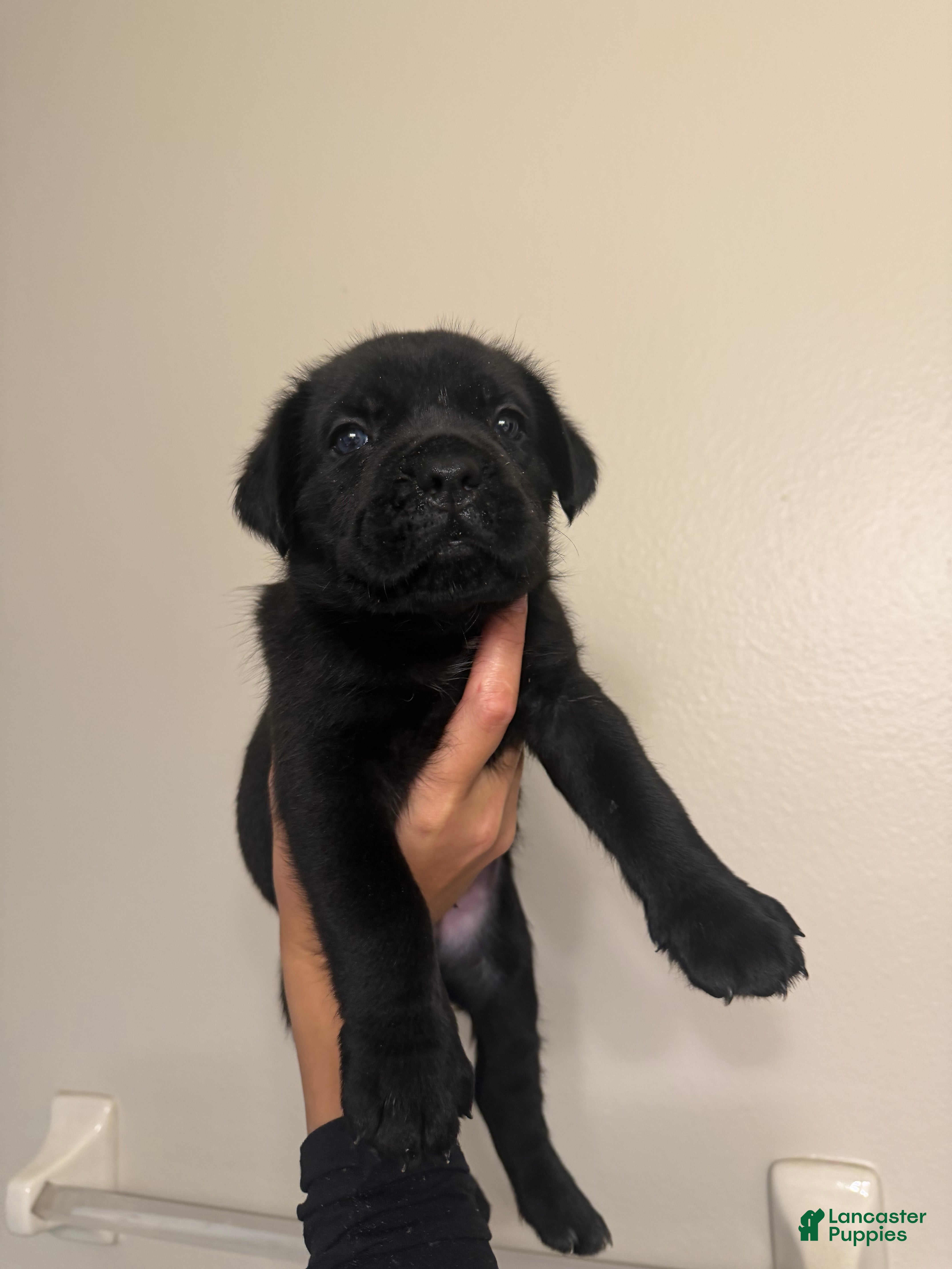 Cane Corso dogs Cane Corso 6 - Ad 15