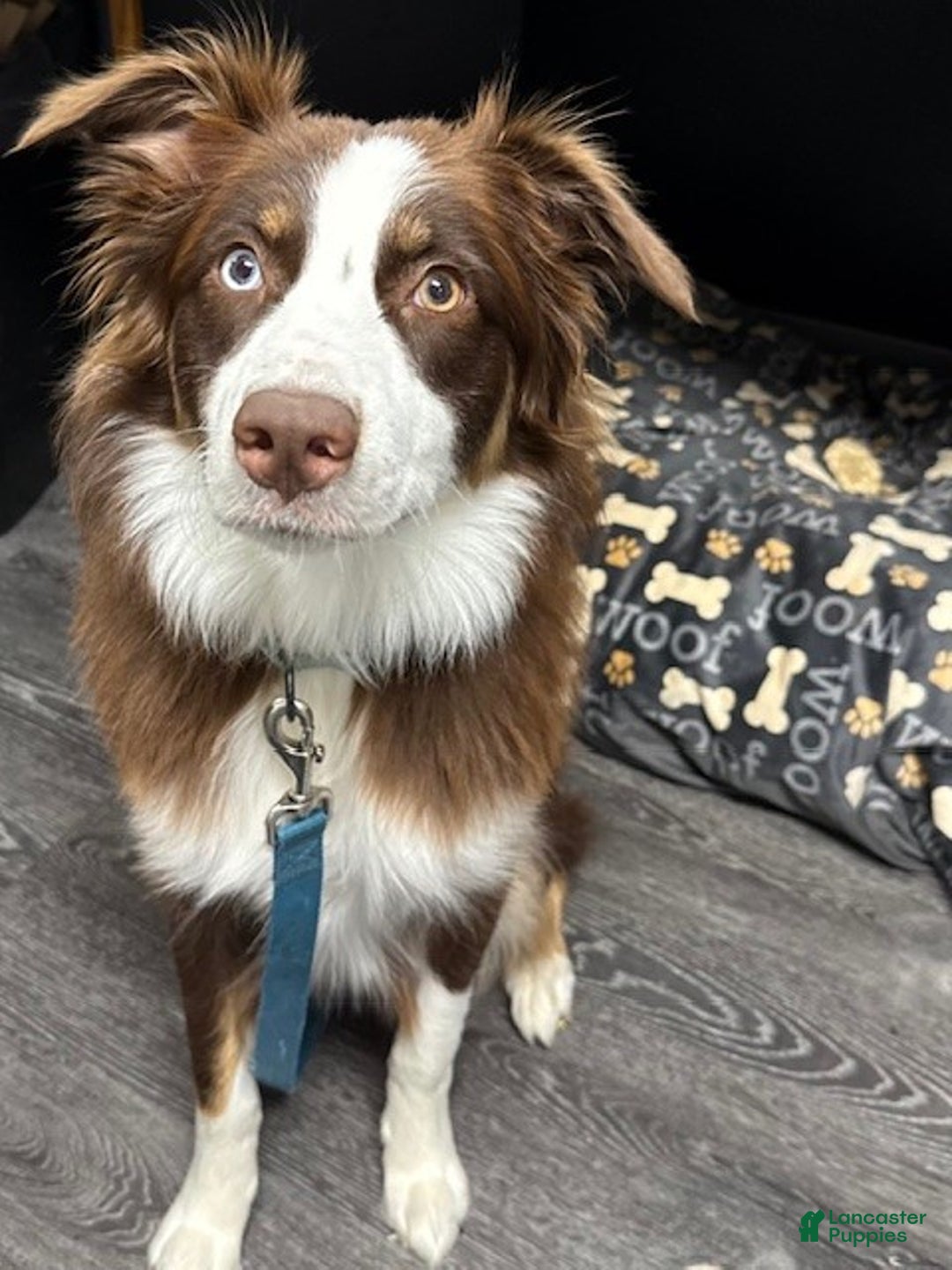 Mixed Breed dogs for sale: Mixed Breed Puppy 4 - Ad 5