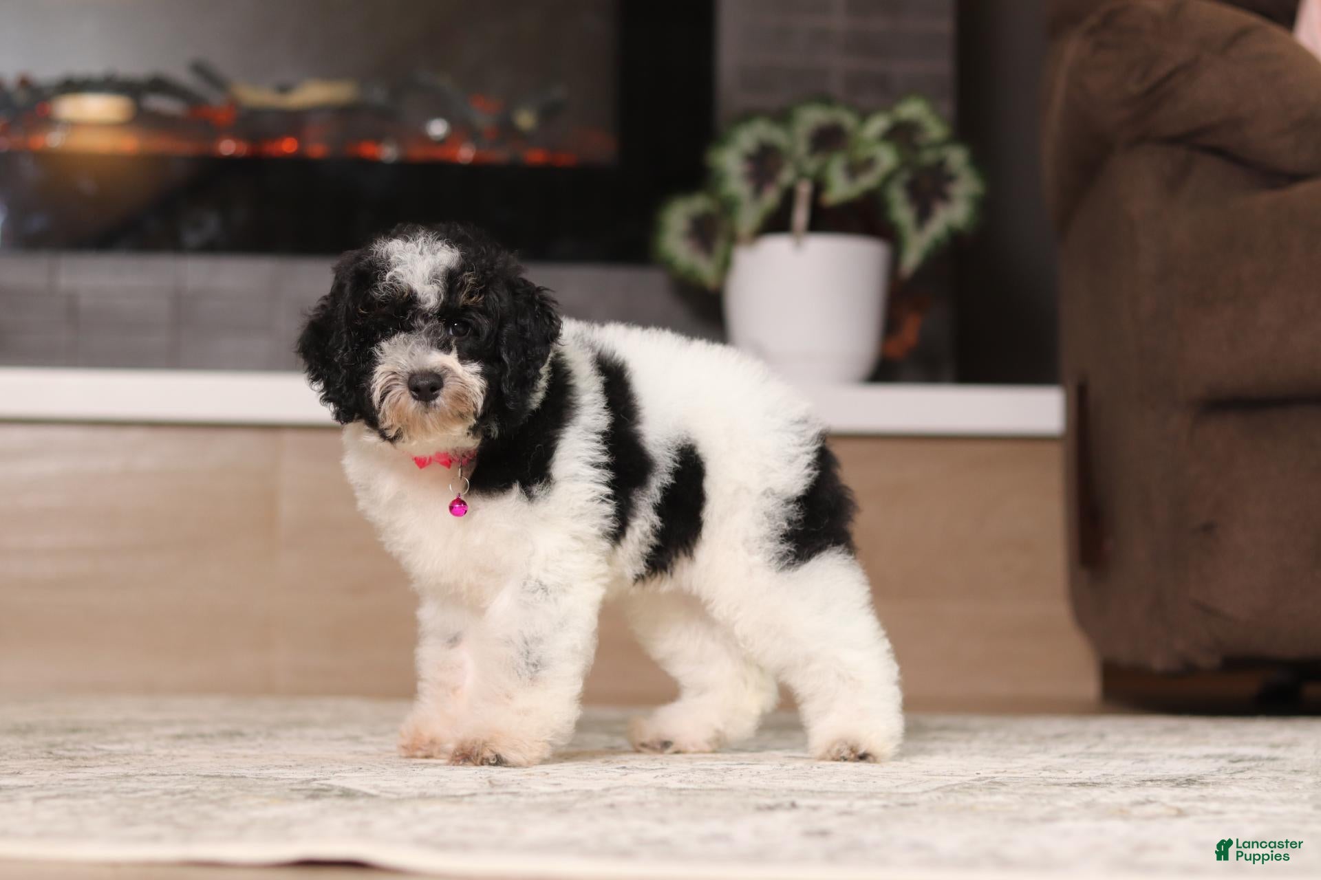 Miniature Poodle dogs Millie (AKC) - Ad 2