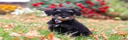 Miniature Schnauzer dogs for sale: Otto - Ad 4