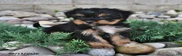Shorkie dogs for sale: Sawyer - Ad 5