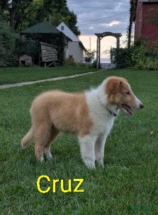 Collie dogs Cruz - Ad 2