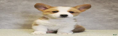 Gouda