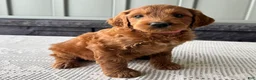Mixed Breed dogs for sale: Ginger - Ad 3