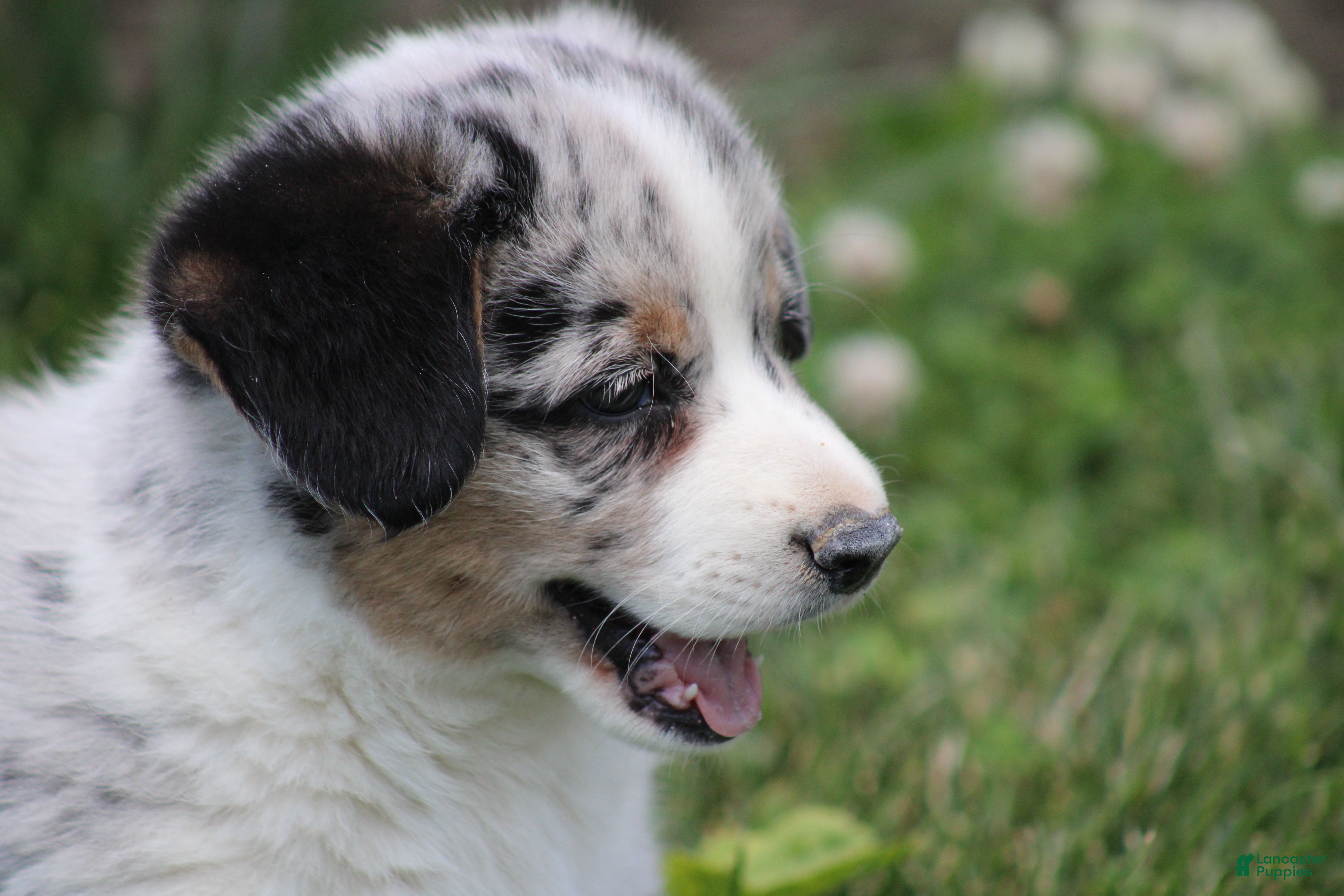Mixed Breed dogs Baxter💙🐾 - Ad 2