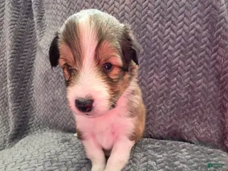 Shetland Sheepdog dogs Meridius - Ad 25