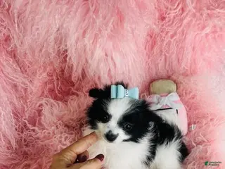 Maltipom dogs for sale: Maltipom Puppy 1 - Ad 2