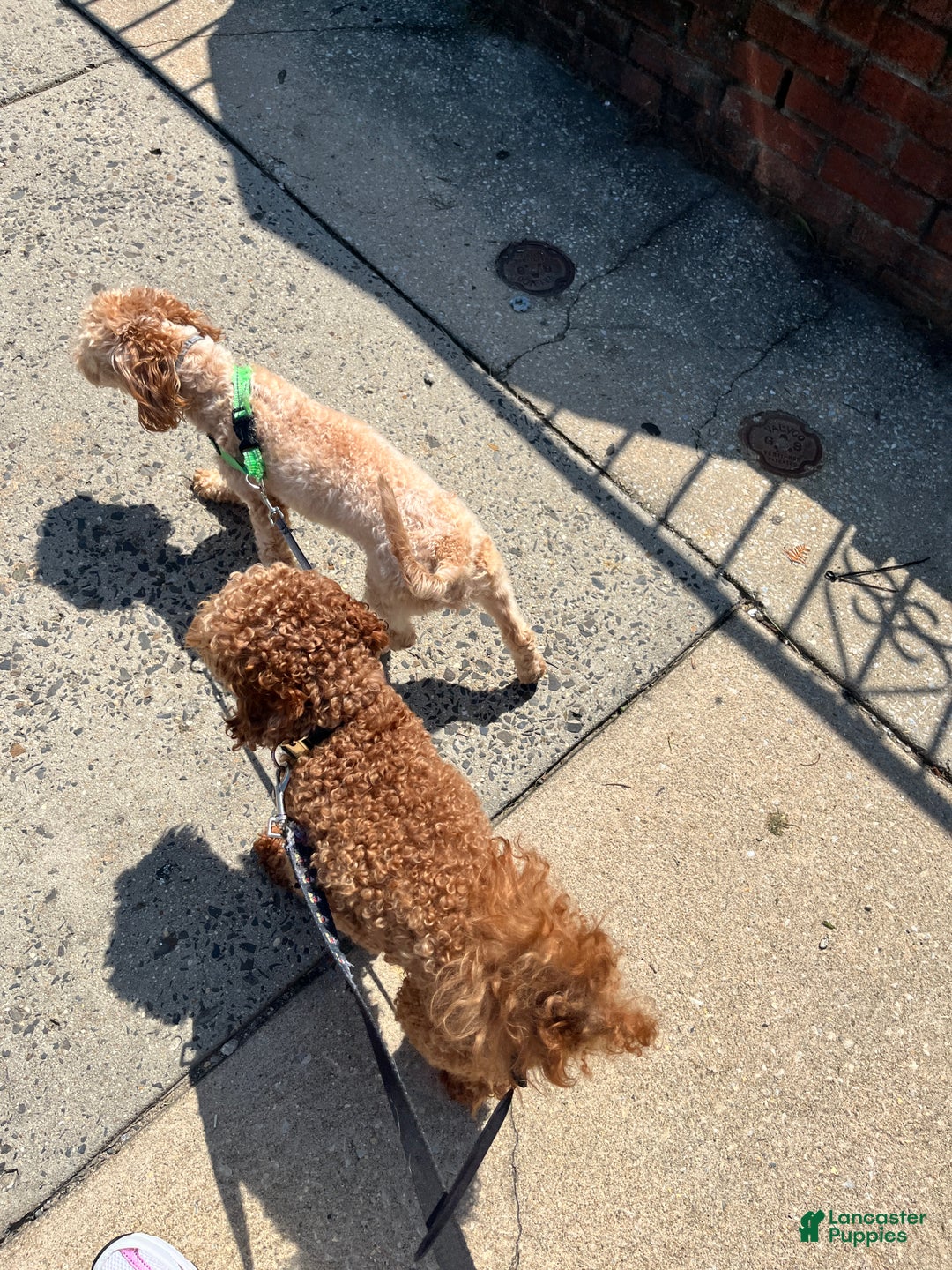 Mini Goldendoodle dogs for sale: Mini Goldendoodle Puppy 1 - Ad 13